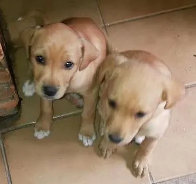 Cachorro ra a Labrador com pintcher idade Abaixo de 2 meses nome Vitoria e branquinha