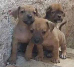Cachorro raça sem raça idade Abaixo de 2 meses nome indefinido