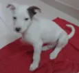 Mancha ou Bebe
