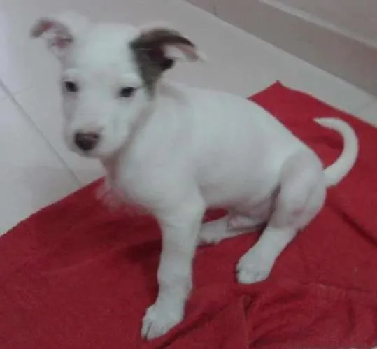Cachorro ra a indefinida idade 2 a 6 meses nome Mancha ou Bebe