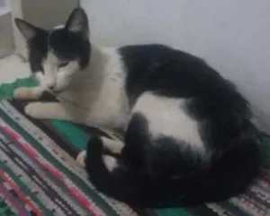 Gato raça Indefinida  idade 7 a 11 meses nome Sem nome