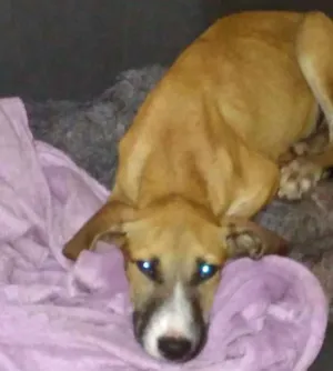 Cachorro raça Desconhecida idade 2 a 6 meses nome Sem nome