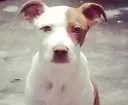 Cachorro raça Pit-Bull idade 7 a 11 meses nome aika
