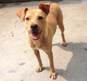 Cachorro raça Vira-lata idade 2 anos nome Linda