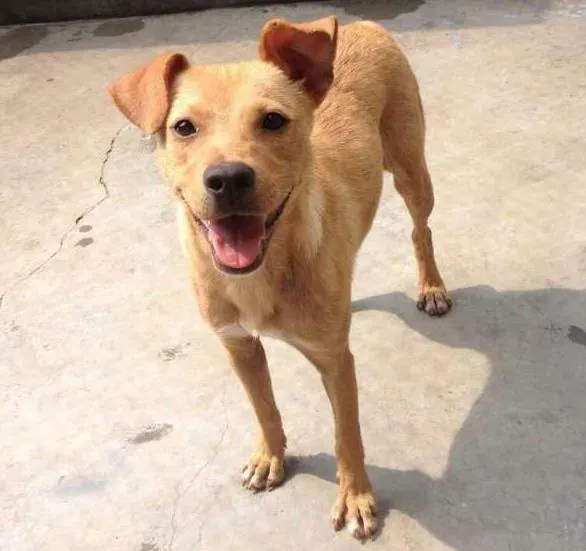 Cachorro ra a Vira-lata idade 2 anos nome Linda