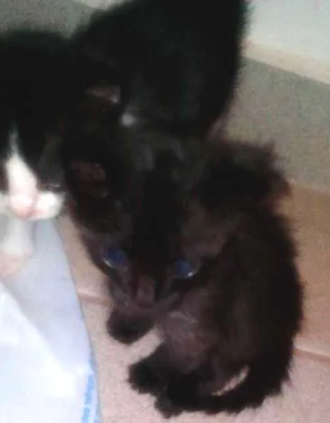 Gato ra a Srd idade Abaixo de 2 meses nome Saulo