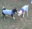 Mel e adeli