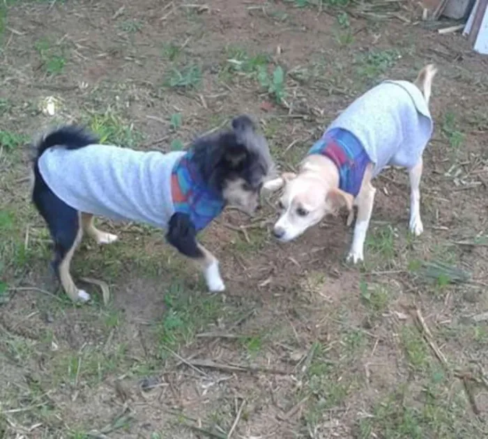 Cachorro ra a Sem raça idade 3 anos nome Mel e adeli