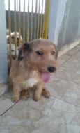 Xeretinha