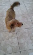 Xeretinha