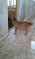 Xeretinha