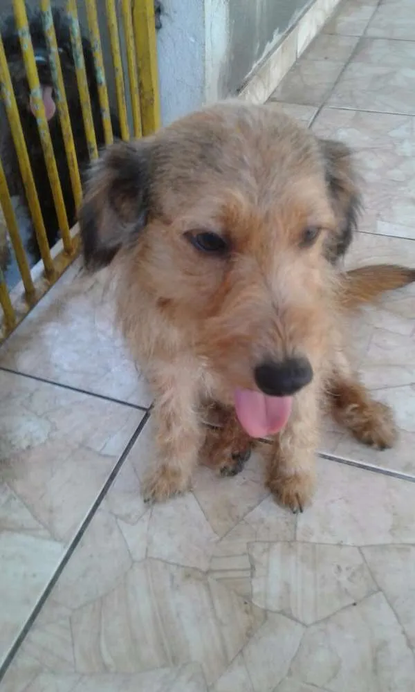 Cachorro ra a Srd idade 1 ano nome Xeretinha