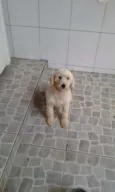 Poodle branca