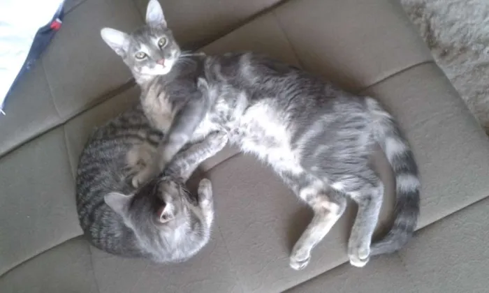 Gato ra a SRD idade 1 ano nome Tempestade/Brisa