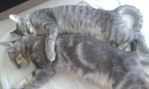 Gato raça SRD idade 1 ano nome Tempestade/Brisa