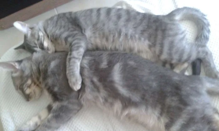 Gato ra a SRD idade 1 ano nome Tempestade/Brisa