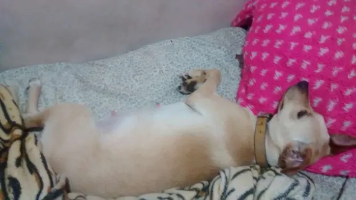 Cachorro ra a vira lata  idade Abaixo de 2 meses nome Sophya Maria Rodrigu
