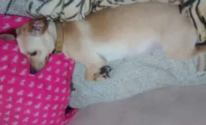 Cachorro raça vira lata  idade Abaixo de 2 meses nome Sophya Maria Rodrigu