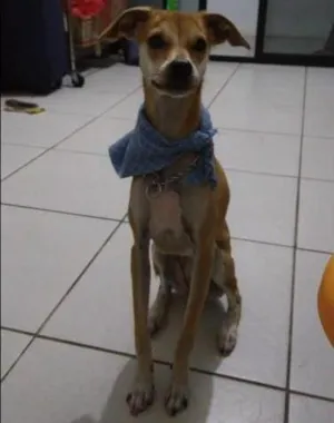 Cachorro raça Srd idade 7 a 11 meses nome Nina