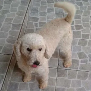 Cachorro raça Poodle idade 1 ano nome Poodle branca
