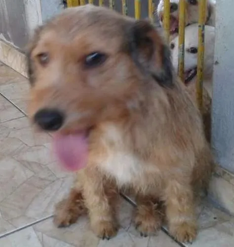Cachorro ra a Srd idade 1 ano nome Xeretinha