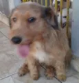 Xeretinha
