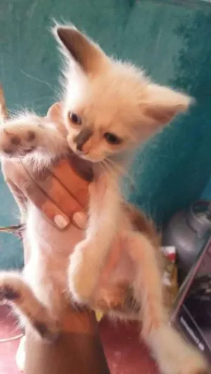 Gato raça SRD idade 2 a 6 meses nome sem nome