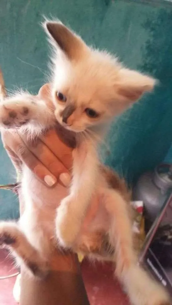 Gato ra a SRD idade 2 a 6 meses nome sem nome