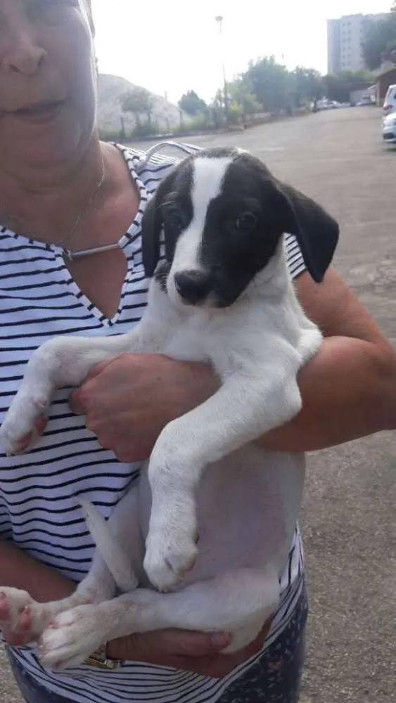 Cachorro ra a SRD idade 2 a 6 meses nome sem nome