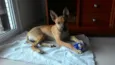 Pistolinha