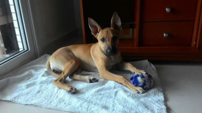 Cachorro raça SRD idade 2 a 6 meses nome Pistolinha