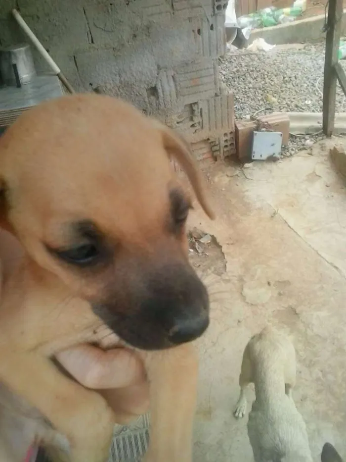 Cachorro ra a Vira lata idade 2 a 6 meses nome Bebês