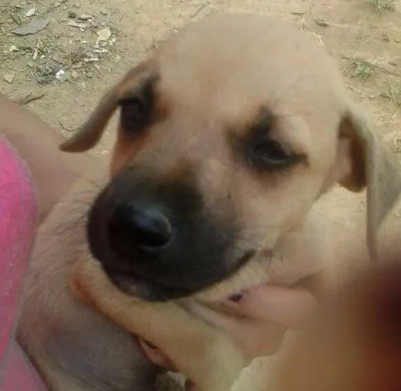 Cachorro ra a Vira lata idade 2 a 6 meses nome Bebês