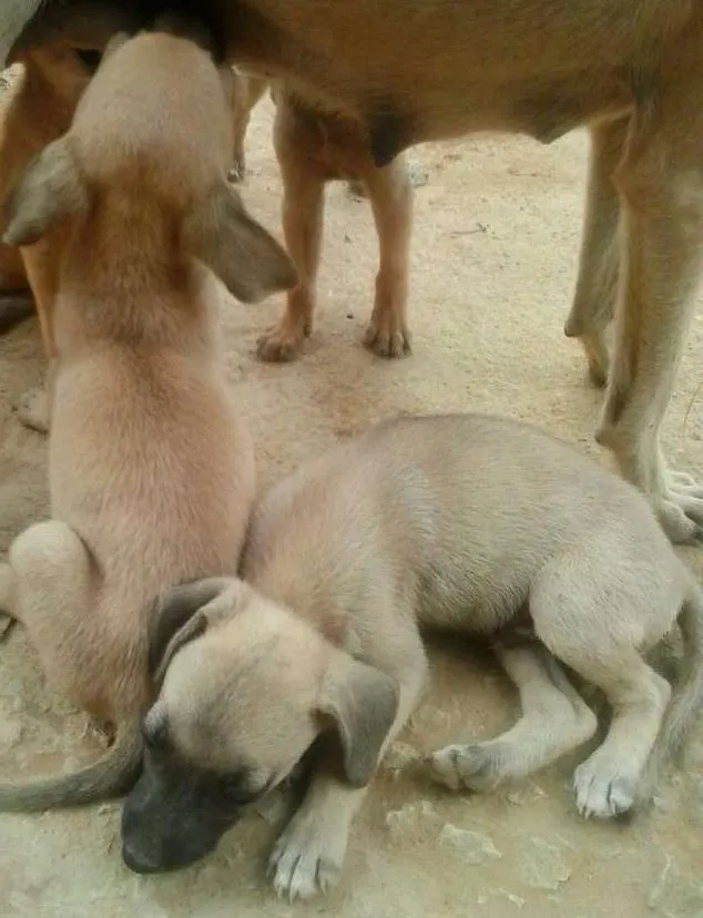 Cachorro ra a Vira lata idade 2 a 6 meses nome Bebês