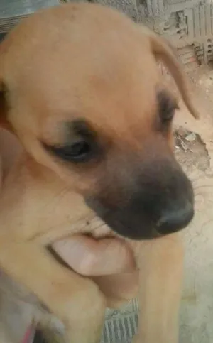 Cachorro raça Vira lata idade 2 a 6 meses nome Bebês