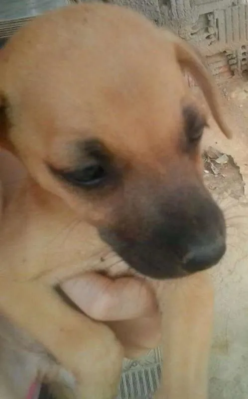 Cachorro ra a Vira lata idade 2 a 6 meses nome Bebês