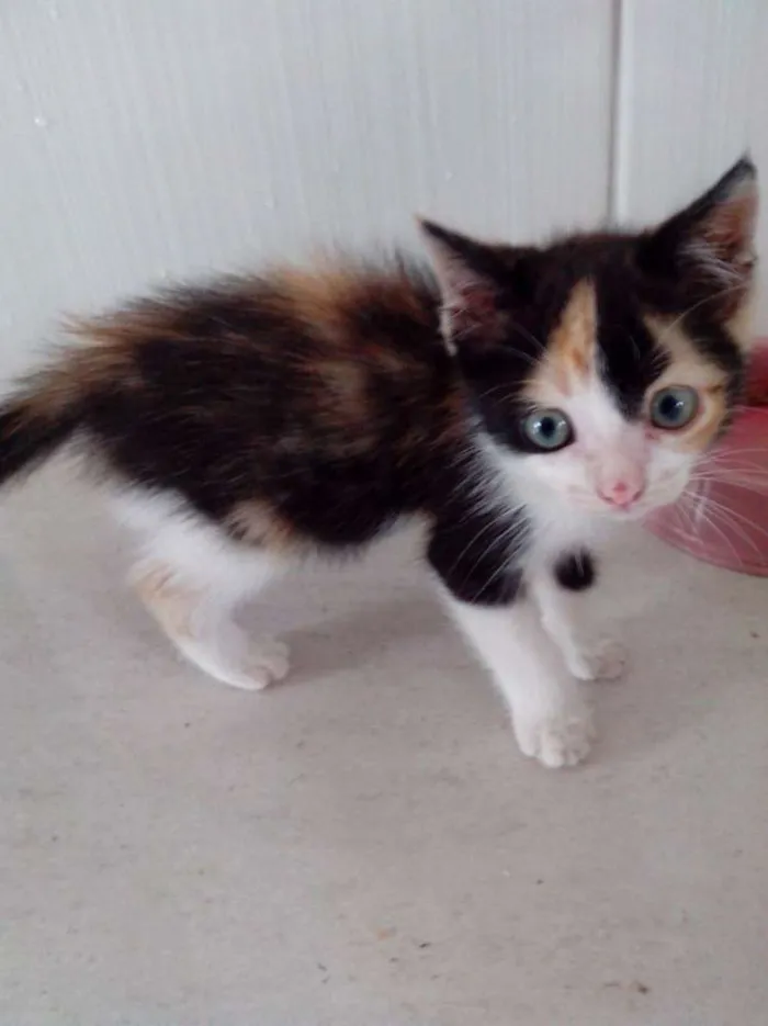 Gato ra a  idade Abaixo de 2 meses nome não tem