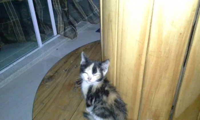 Gato ra a  idade Abaixo de 2 meses nome não tem