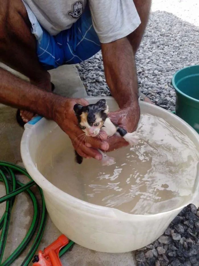 Gato ra a  idade Abaixo de 2 meses nome não tem