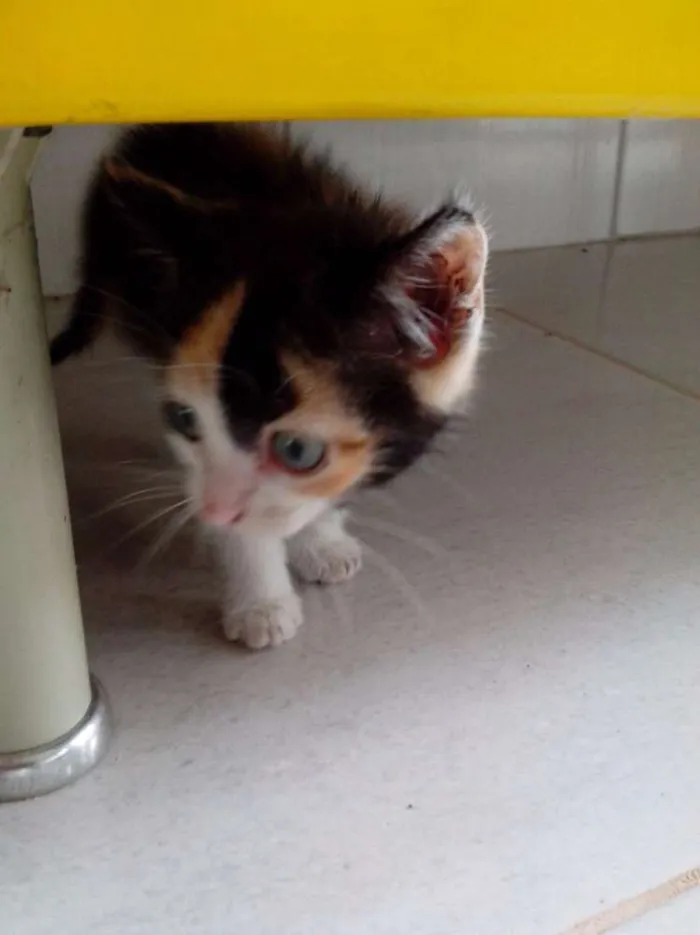Gato ra a  idade Abaixo de 2 meses nome não tem
