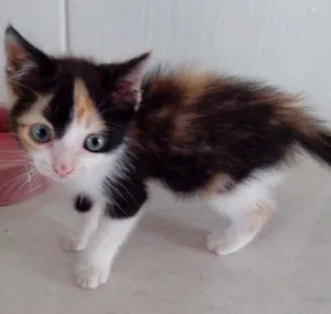 Gato raça  idade Abaixo de 2 meses nome não tem