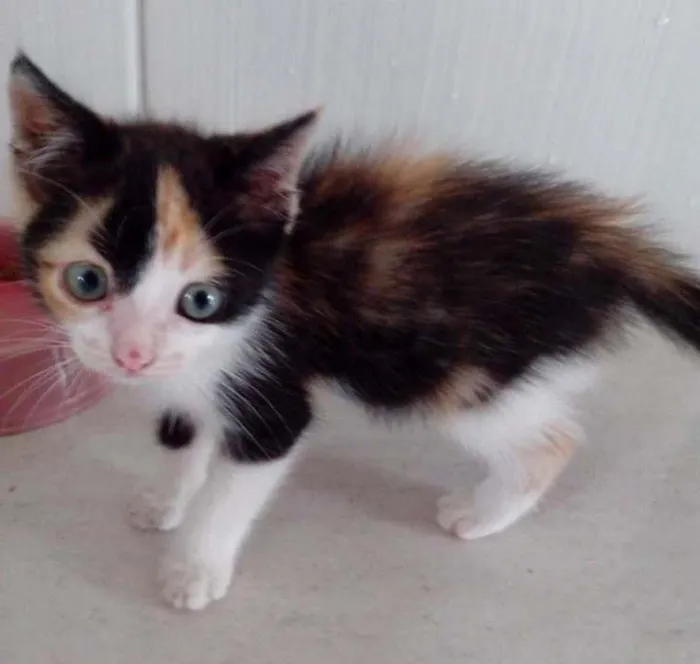 Gato ra a  idade Abaixo de 2 meses nome não tem