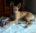 Pistolinha