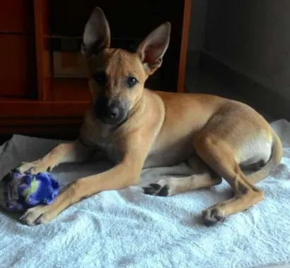 Cachorro raça SRD idade 2 a 6 meses nome Pistolinha