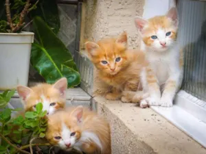Gato raça SRD idade Abaixo de 2 meses nome Flor Bia Nino