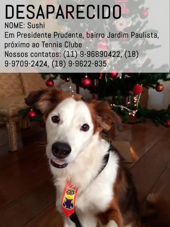 Cachorro ra a SRD idade 6 ou mais anos nome Sushi