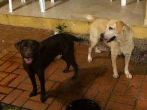 Cachorro raça Labradores idade 6 ou mais anos nome Kal-el e Luna 