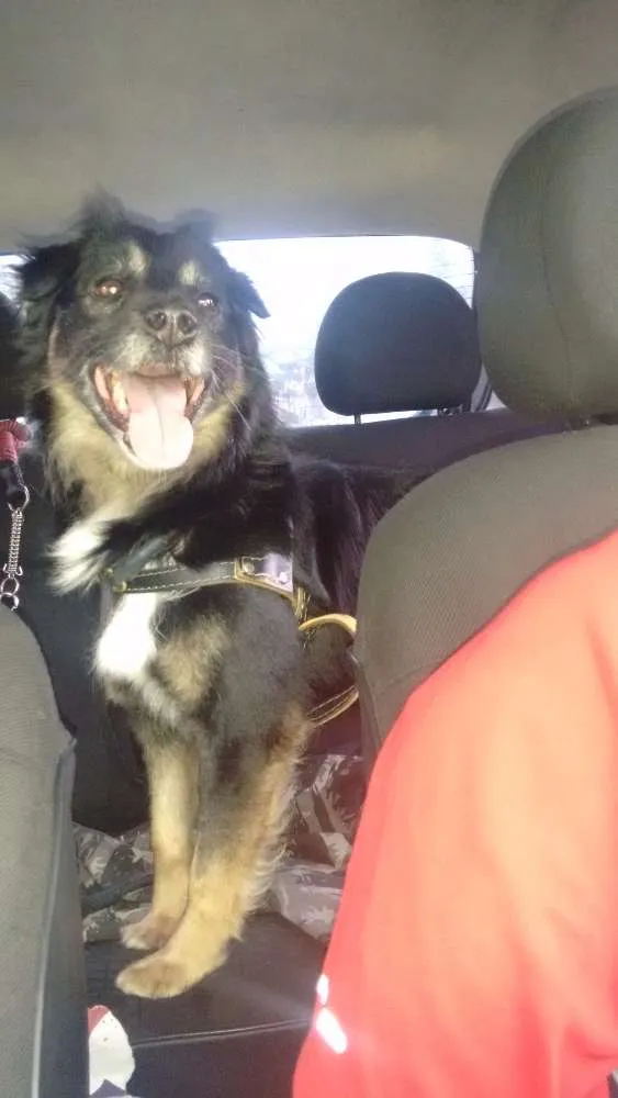 Cachorro ra a Vira lata idade 4 anos nome Apolo