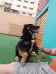 Apolo