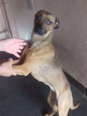 Cachorro raça {Media} idade 1 ano nome Jully